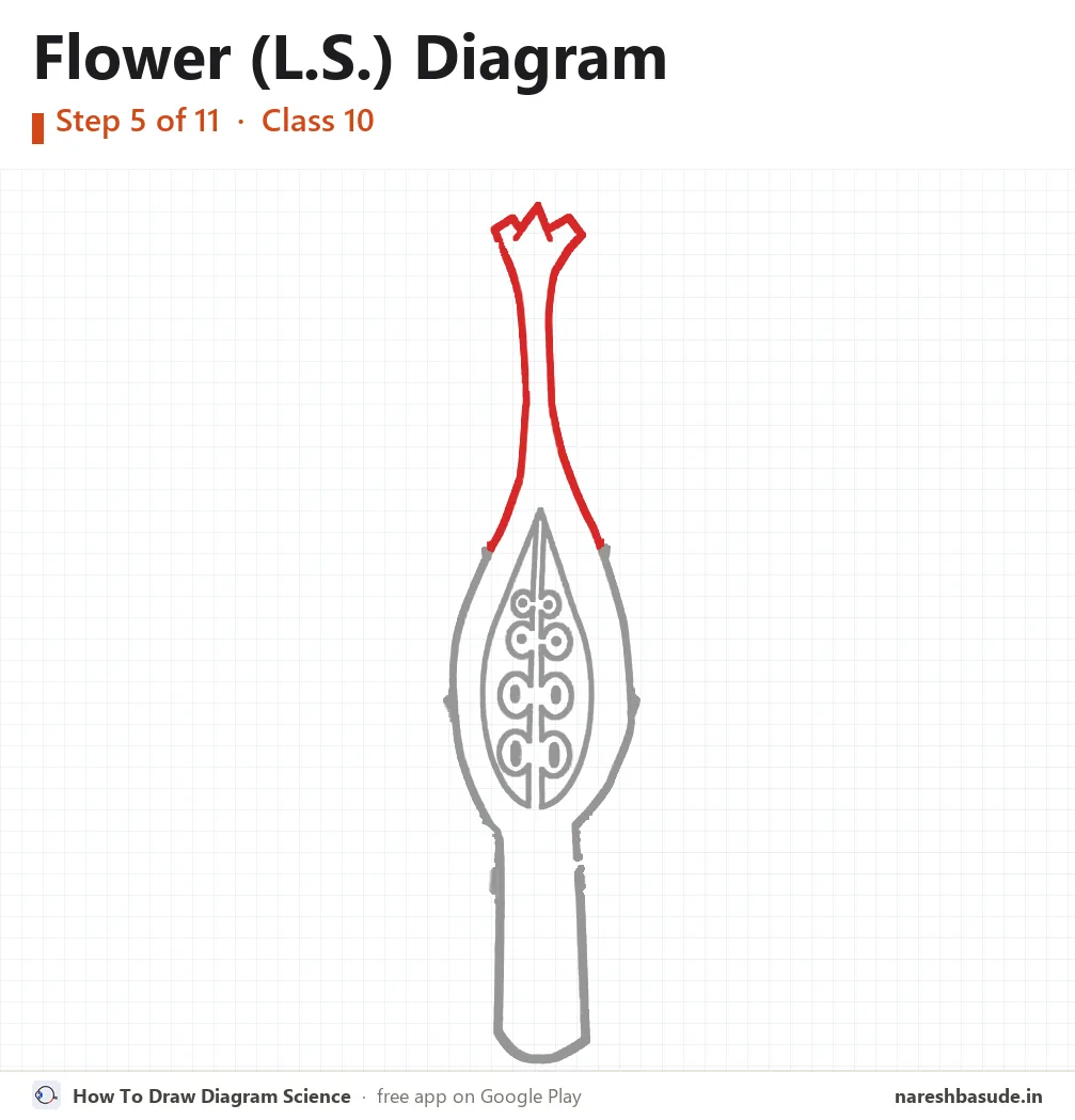 Flower (L.S.) diagram drawing, step 5: style and stigma