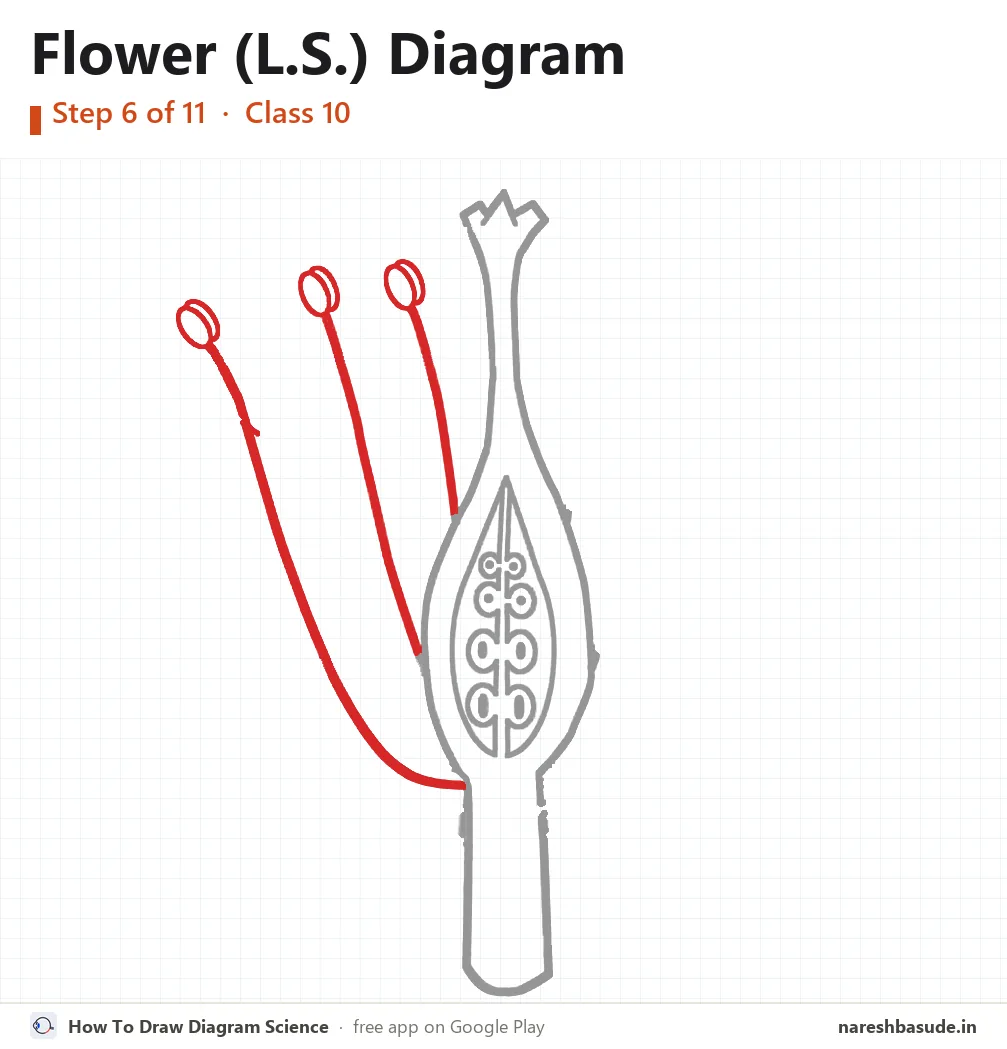 Flower (L.S.) diagram drawing, step 6: stamens on the left