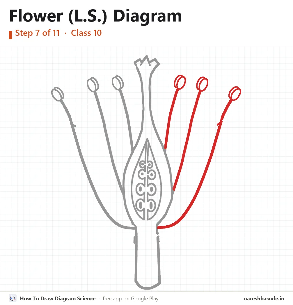 Flower (L.S.) diagram drawing, step 7: stamens on the right