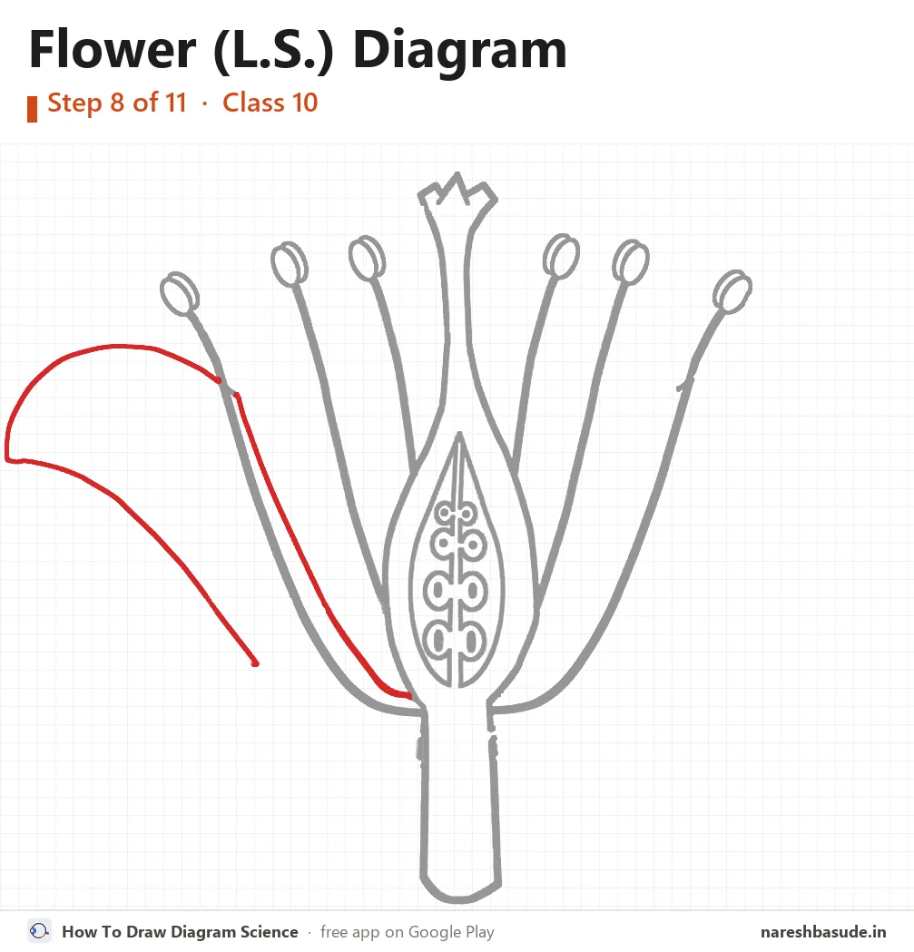 Flower (L.S.) diagram drawing, step 8: petal on the left