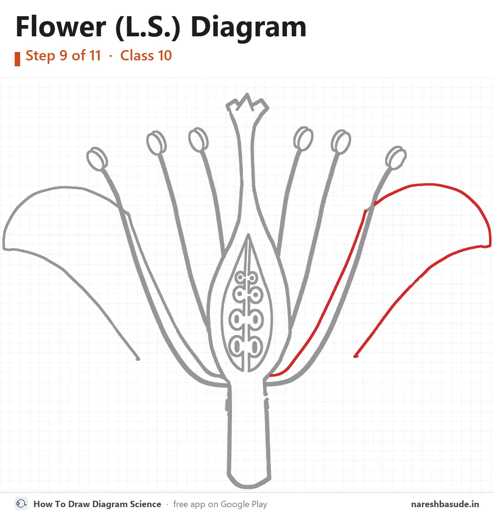 Flower (L.S.) diagram drawing, step 9: petal on the right