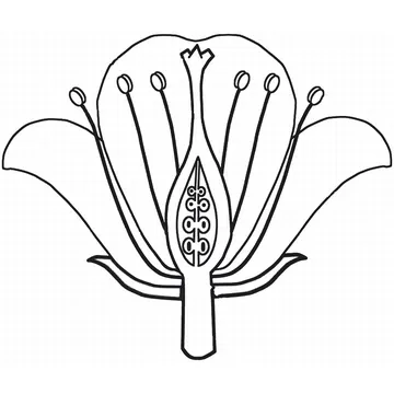 Flower (Longitudinal Section) diagram