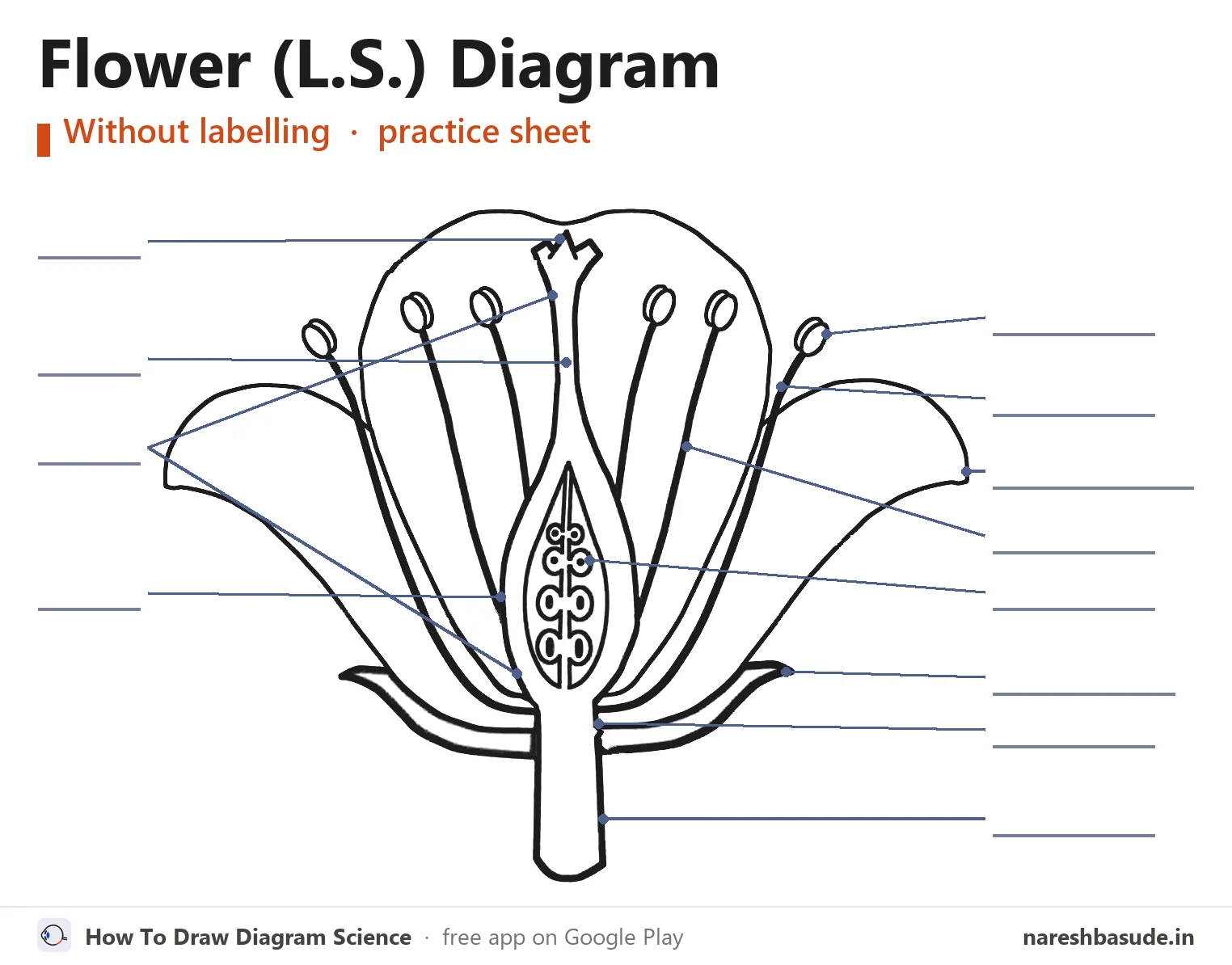 Flower (L.S.) diagram without labelling (unlabelled), for practice