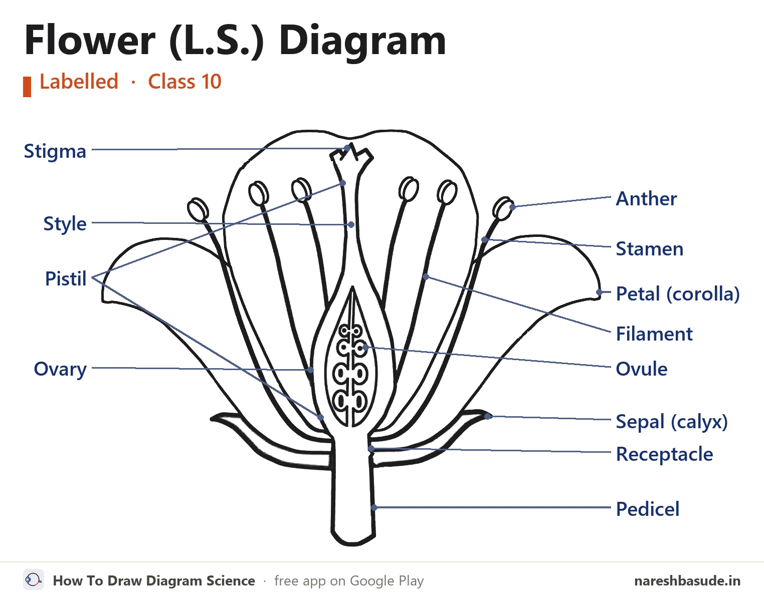 Labelled flower (L.S.) diagram