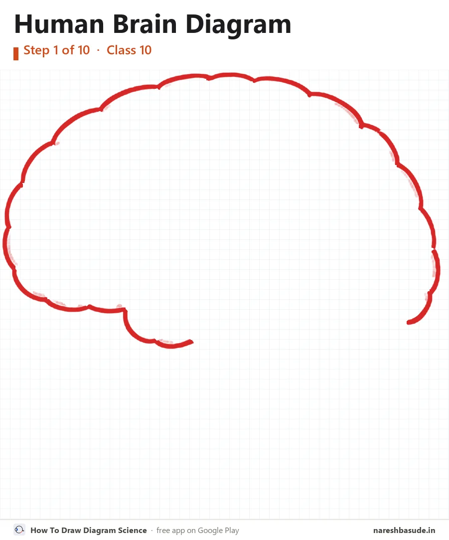 Human Brain diagram drawing, step 1: outline