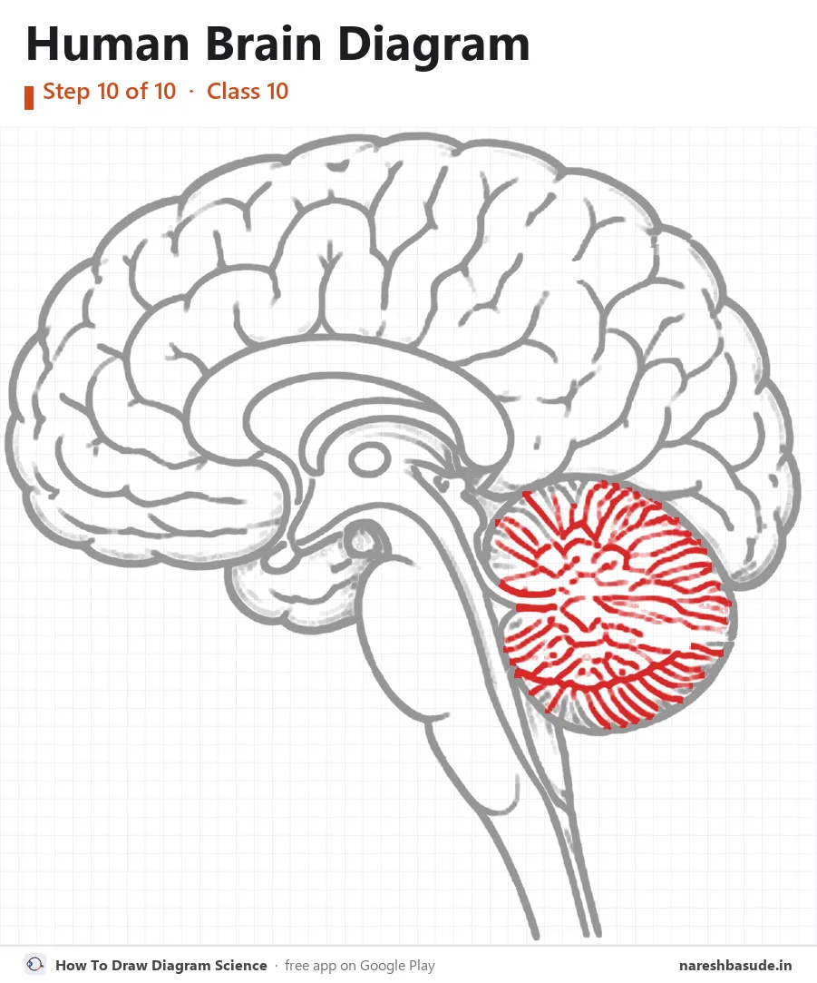 Human Brain diagram drawing, step 10: cerebellum branches