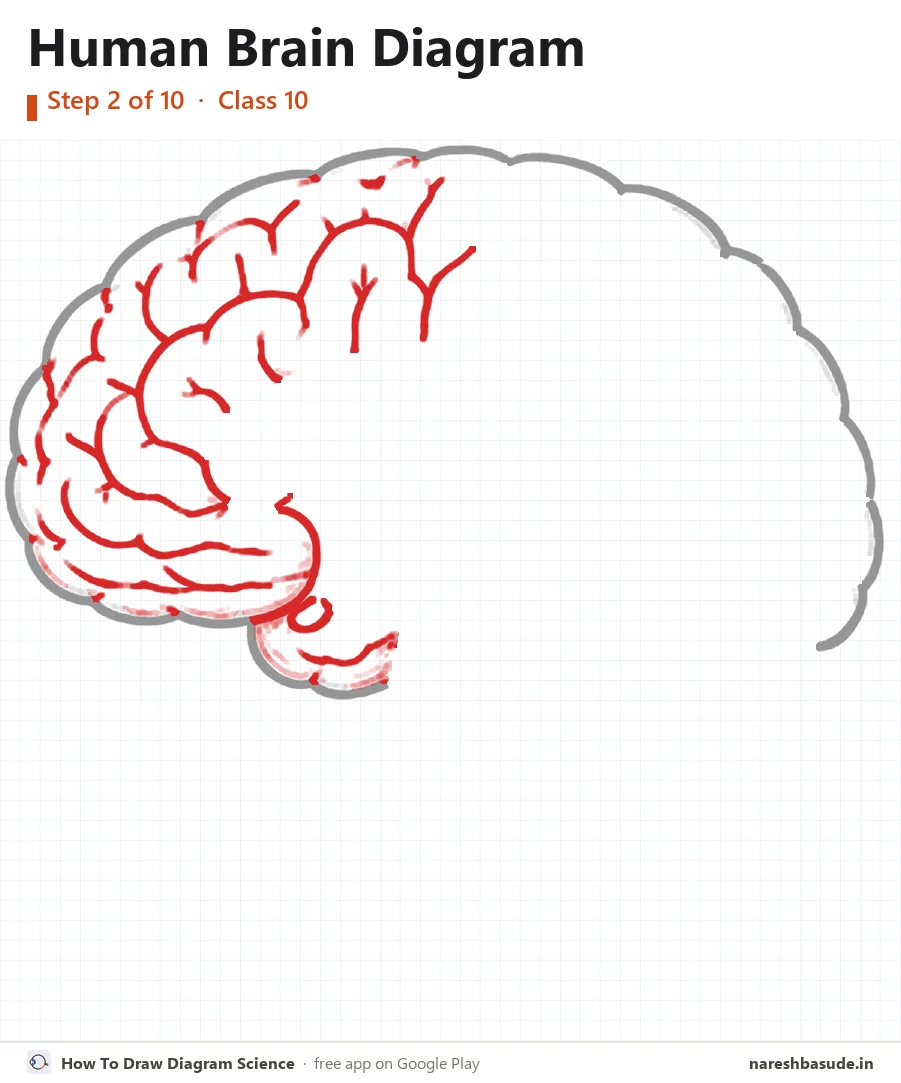 Human Brain diagram drawing, step 2: folds, front half