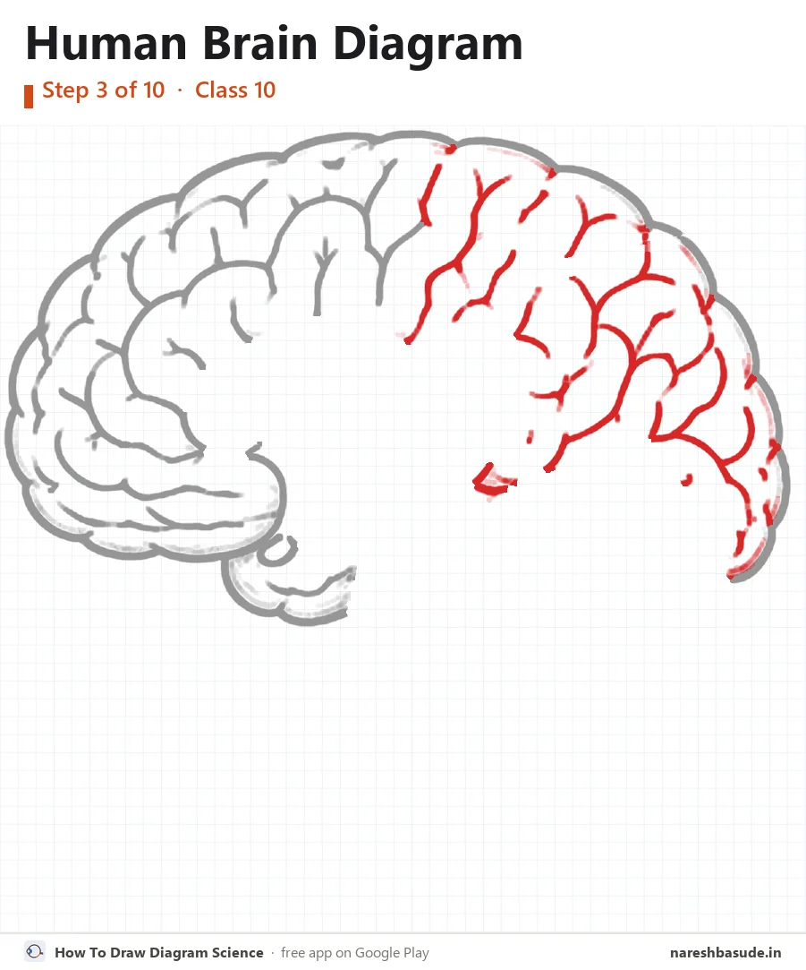 Human Brain diagram drawing, step 3: folds, back half