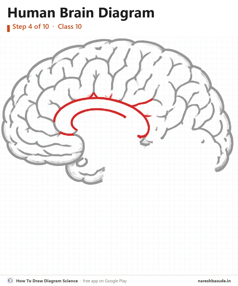 Human Brain diagram drawing, step 4: corpus callosum