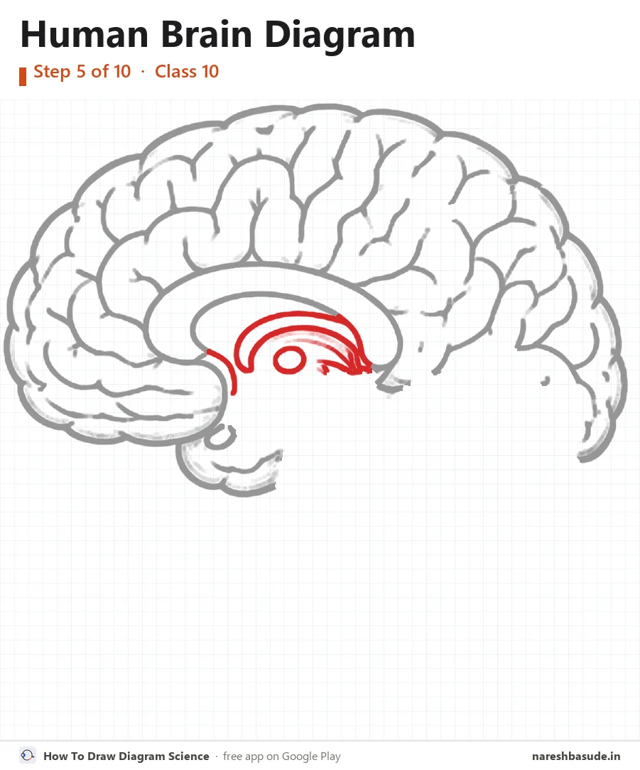 Human Brain diagram drawing, step 5: thalamus