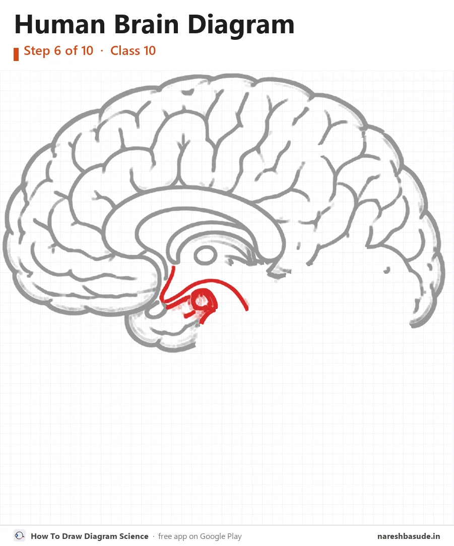 Human Brain diagram drawing, step 6: hypothalamus and pituitary