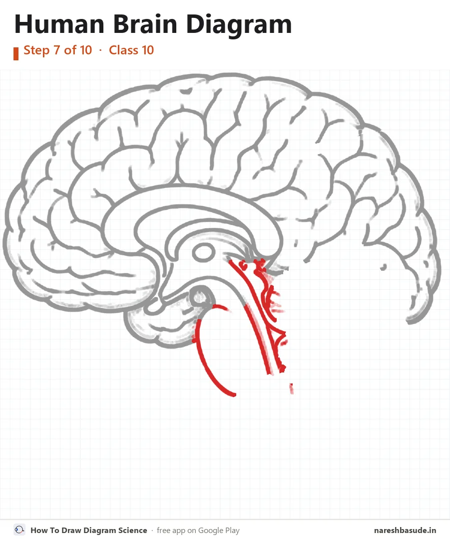 Human Brain diagram drawing, step 7: midbrain and pons