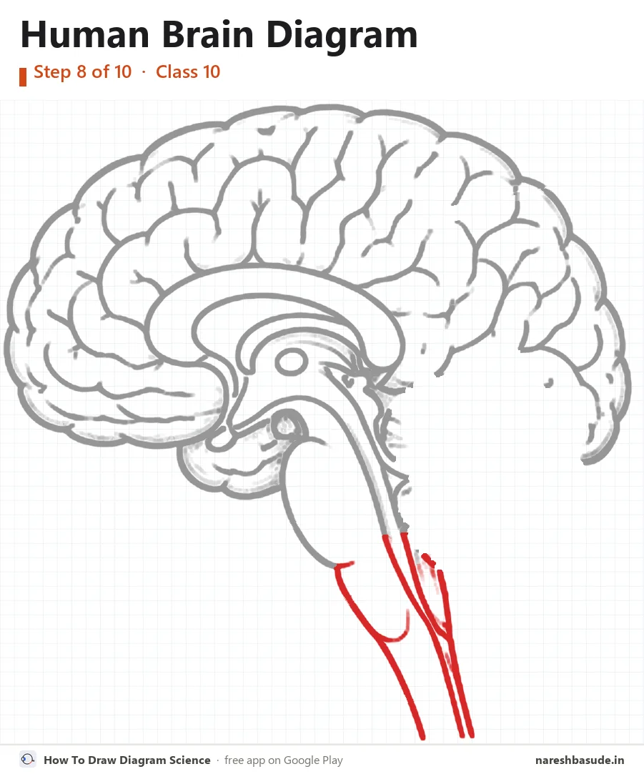 Human Brain diagram drawing, step 8: medulla and spinal cord