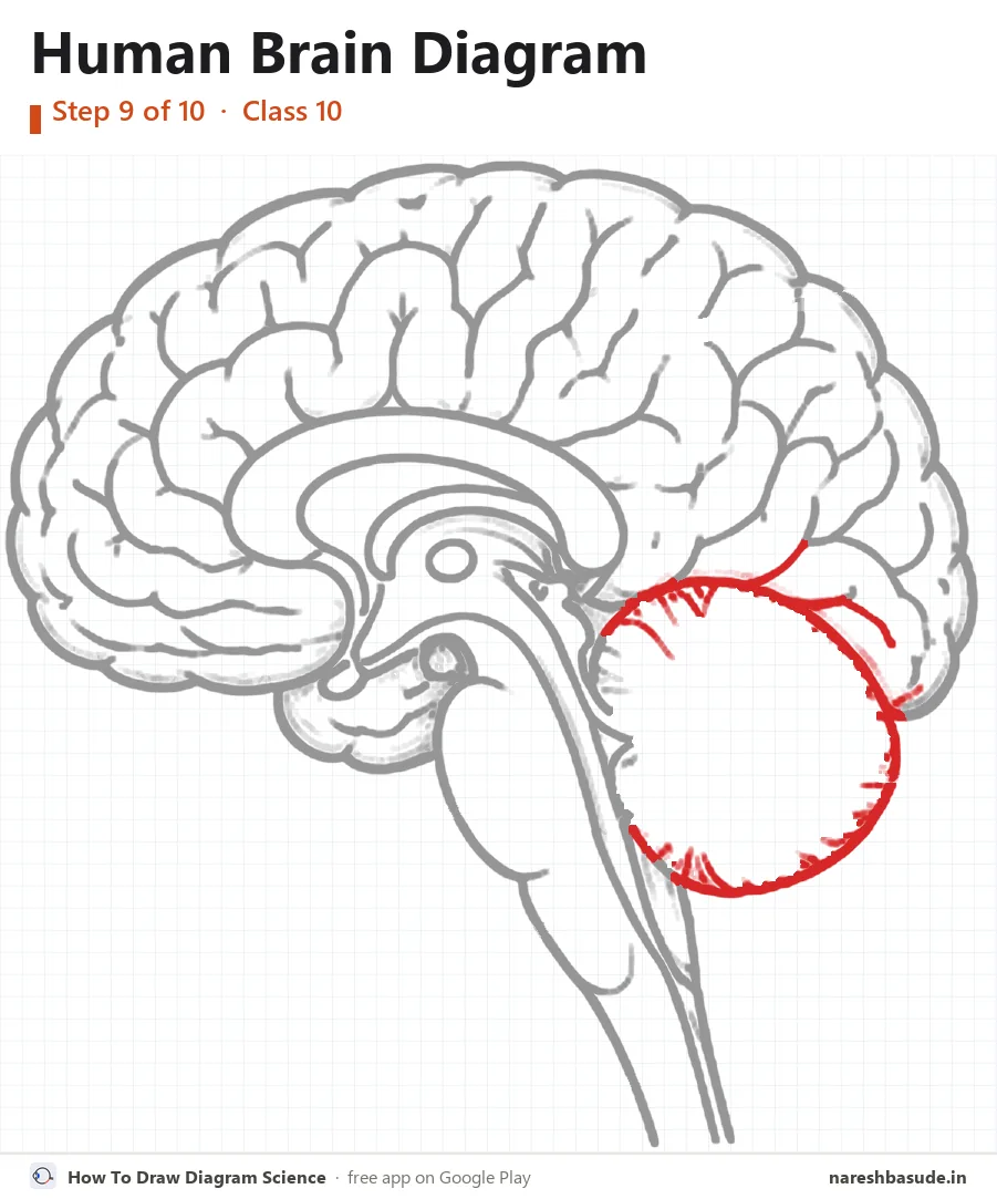 Human Brain diagram drawing, step 9: cerebellum outline