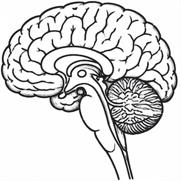 Human Brain diagram