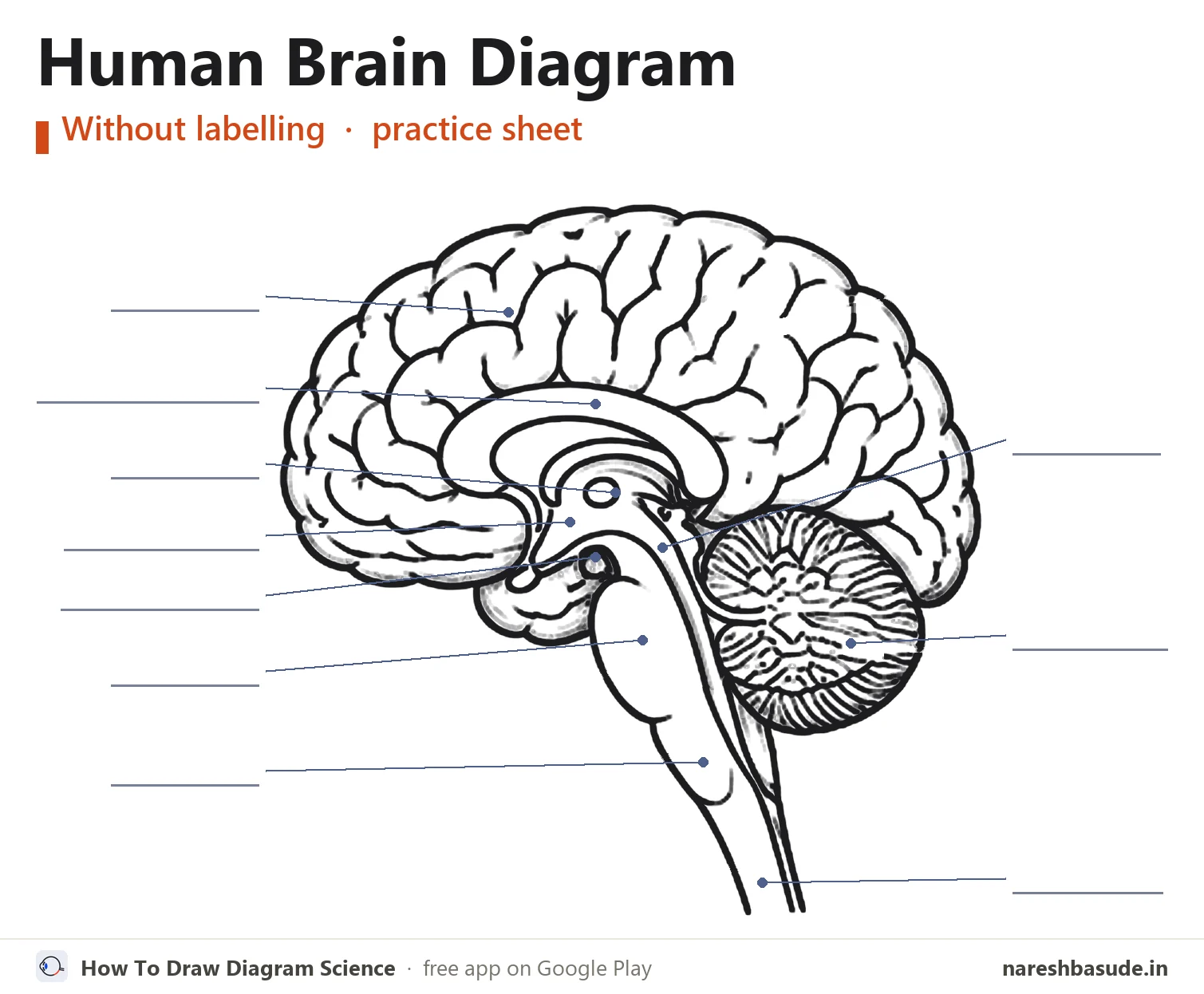 Human Brain diagram without labelling (unlabelled), for practice