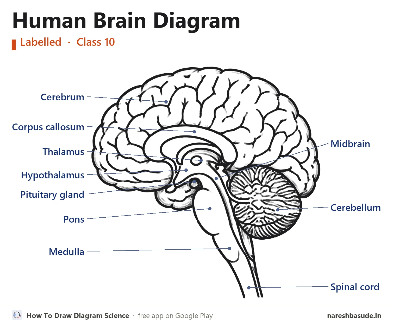 Labelled human brain diagram