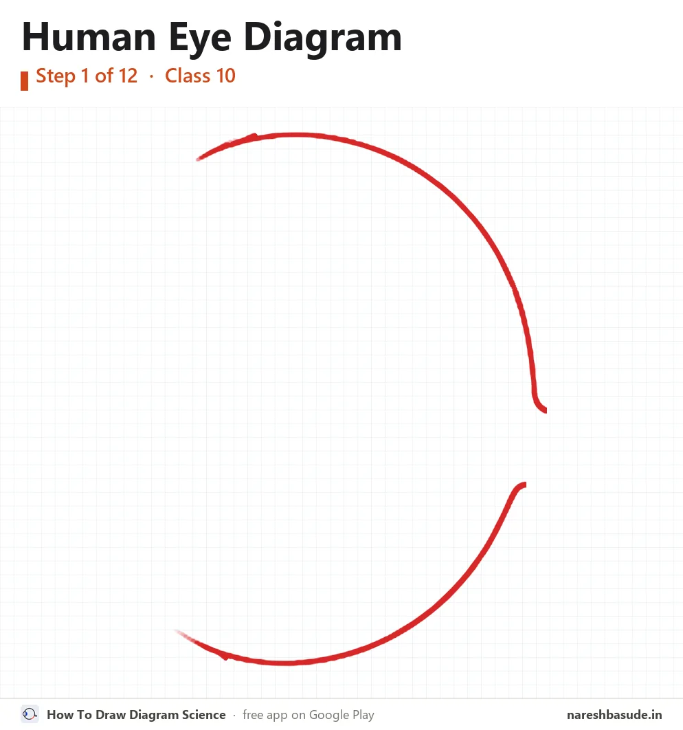 Human Eye diagram drawing, step 1: outer circle