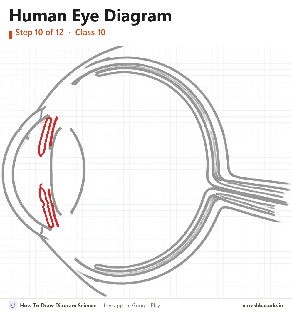 Human Eye diagram drawing, step 10: iris and pupil