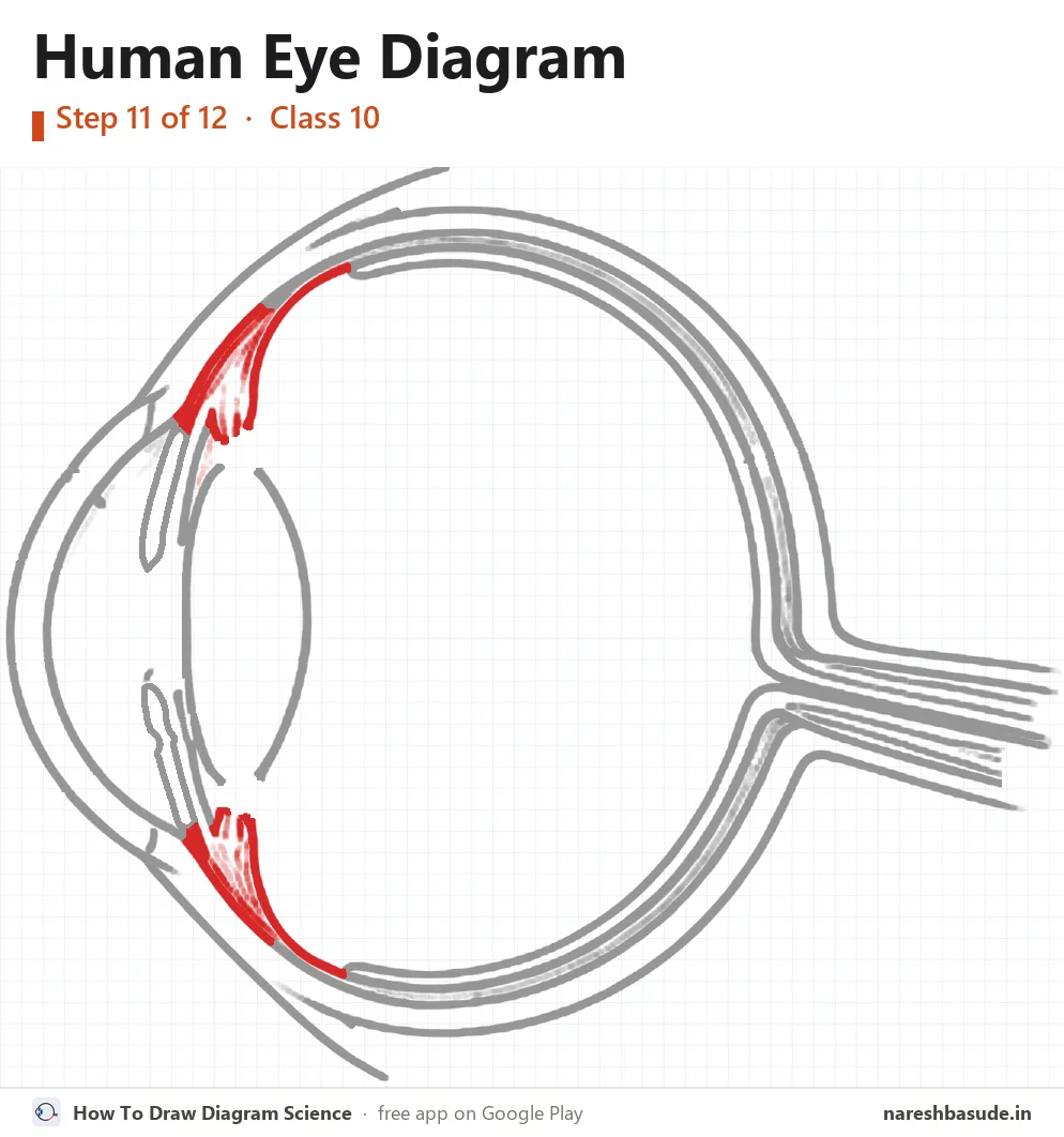 Human Eye diagram drawing, step 11: ciliary muscles