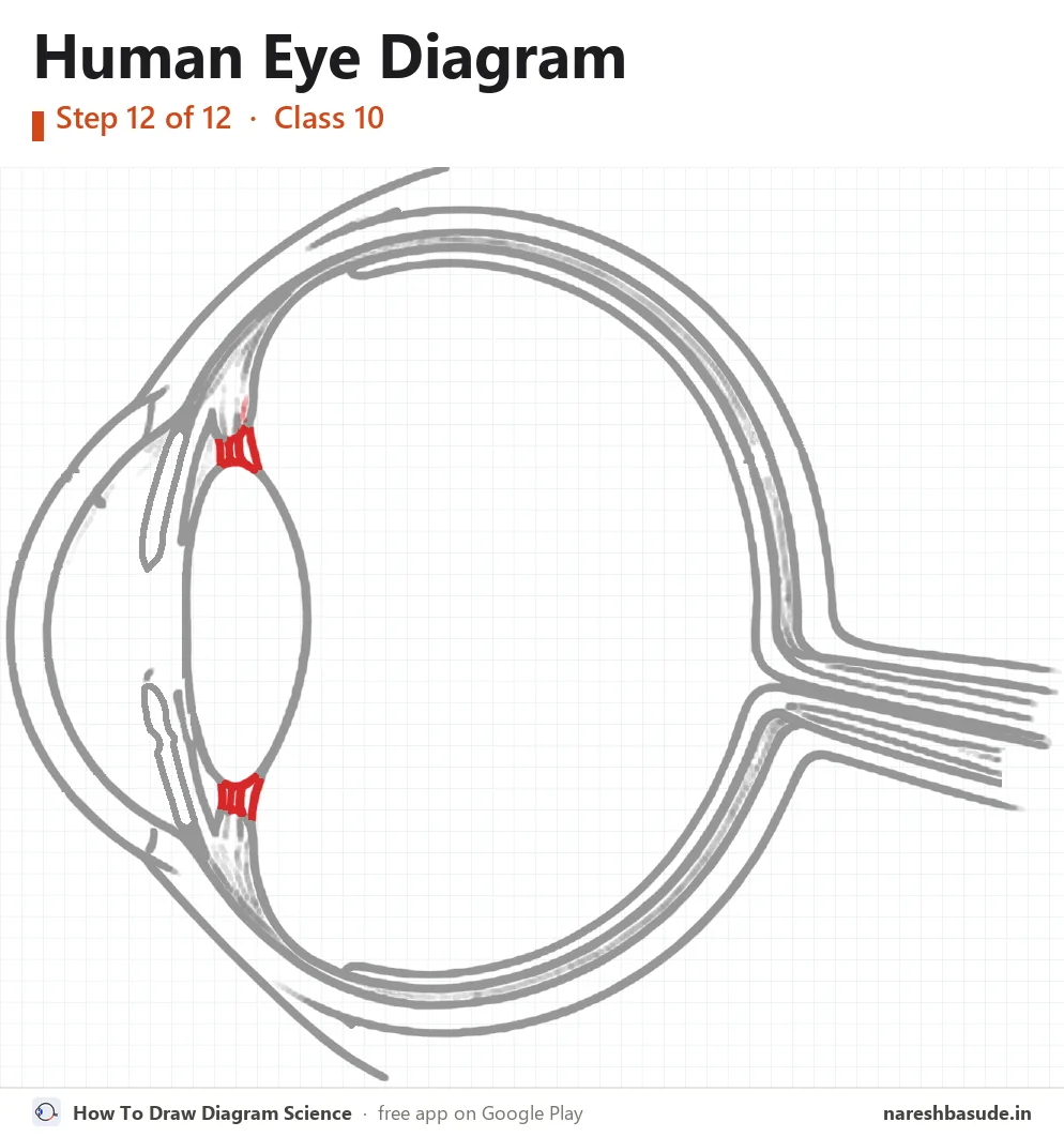 Human Eye diagram drawing, step 12: suspensory ligaments
