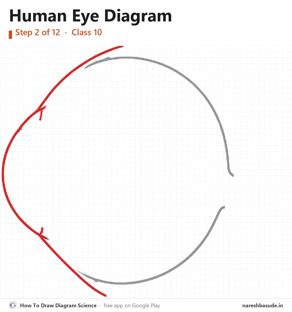 Human Eye diagram drawing, step 2: cornea, outer line