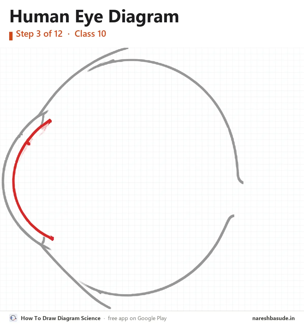 Human Eye diagram drawing, step 3: cornea, inner line