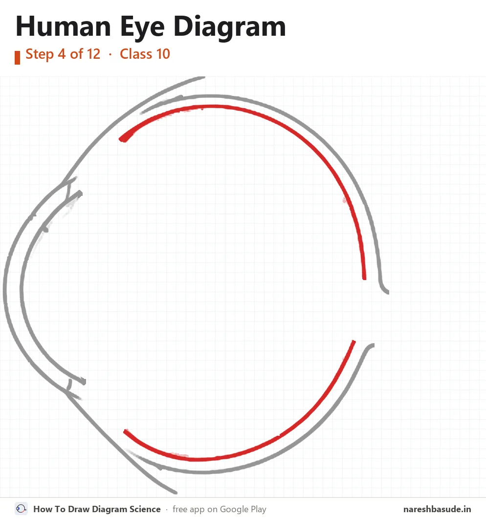 Human Eye diagram drawing, step 4: sclera