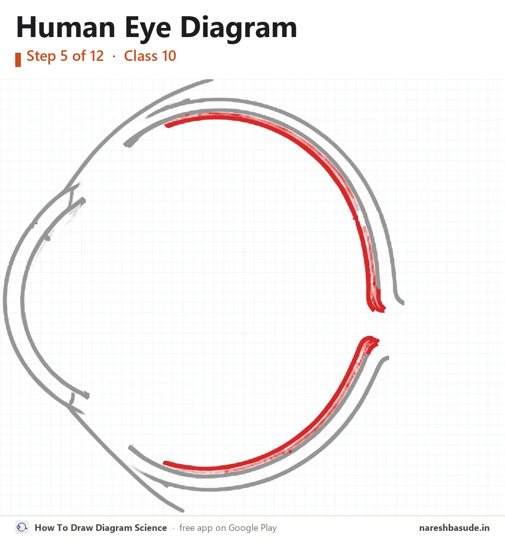 Human Eye diagram drawing, step 5: choroid
