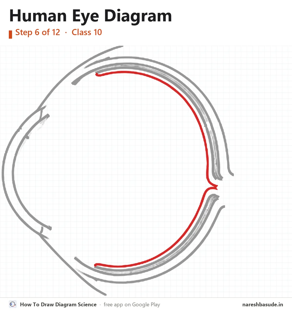 Human Eye diagram drawing, step 6: retina
