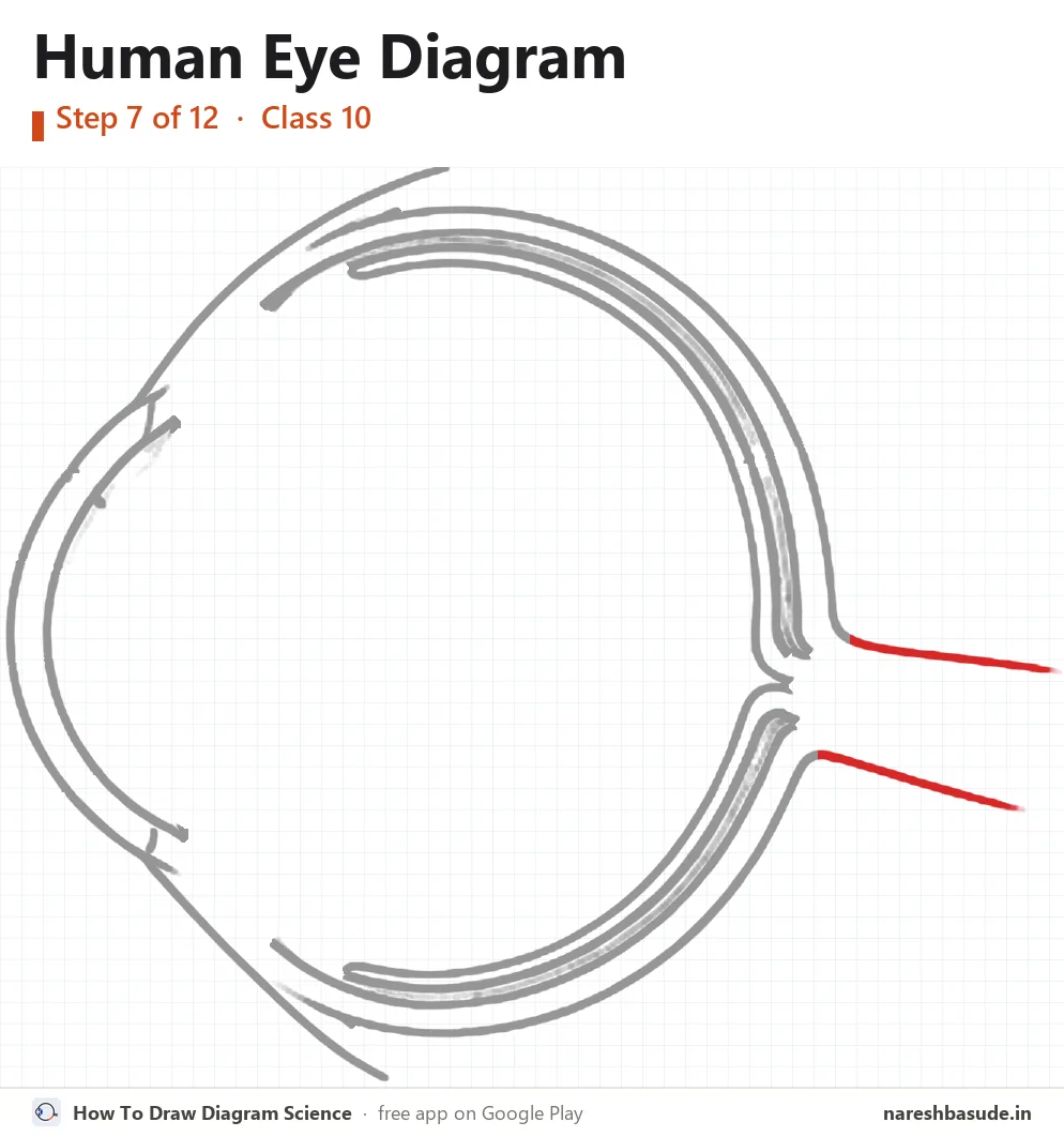 Human Eye diagram drawing, step 7: optic nerve tube