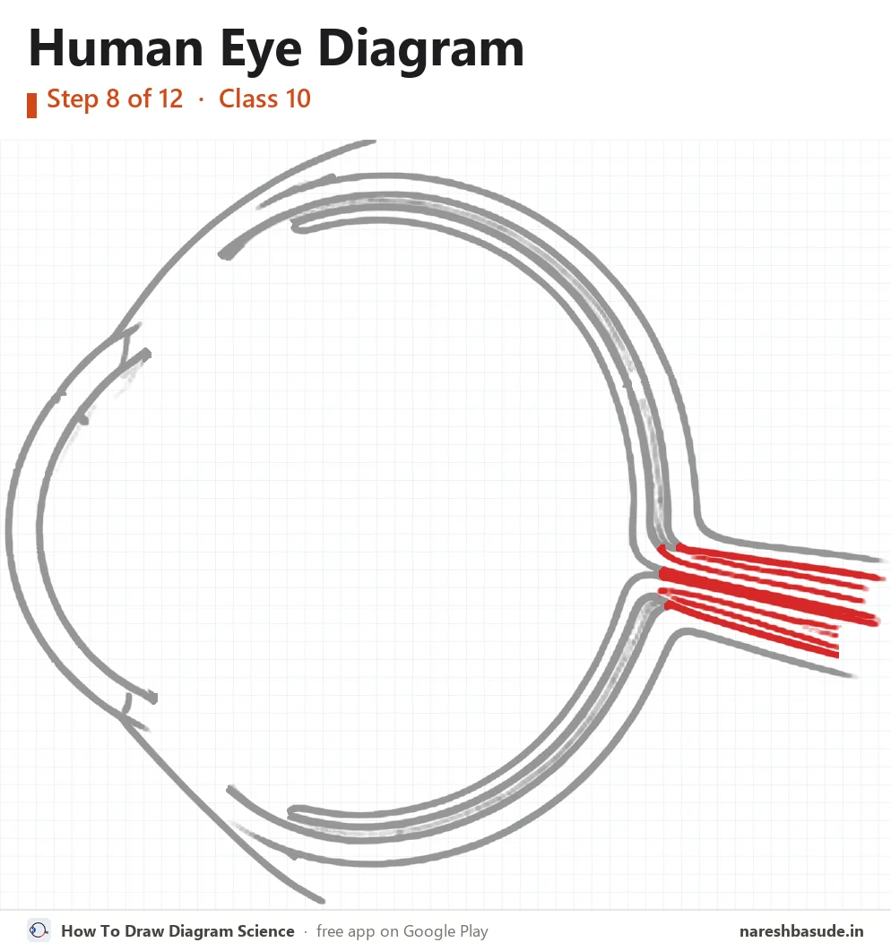 Human Eye diagram drawing, step 8: optic nerve