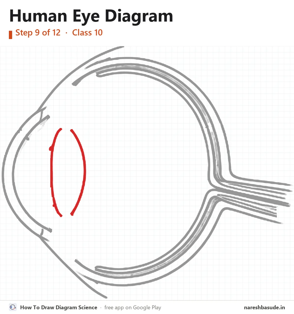 Human Eye diagram drawing, step 9: lens