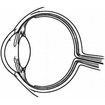 Human Eye diagram