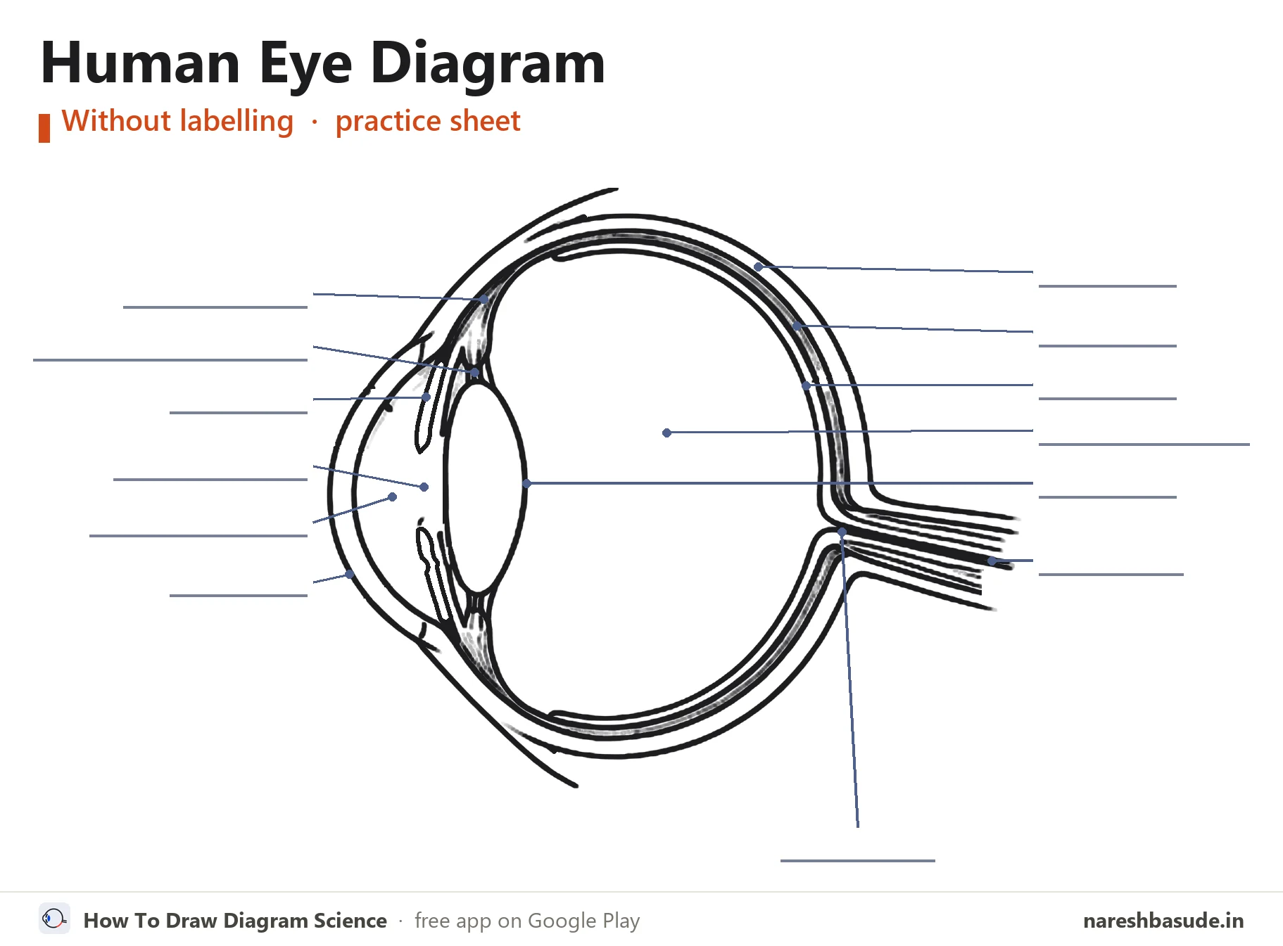 Human Eye diagram without labelling (unlabelled), for practice