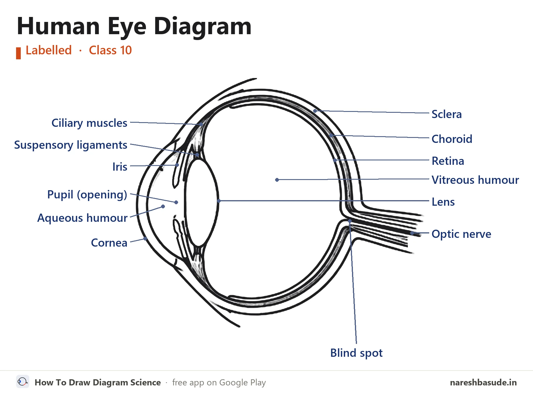 Labelled human eye diagram