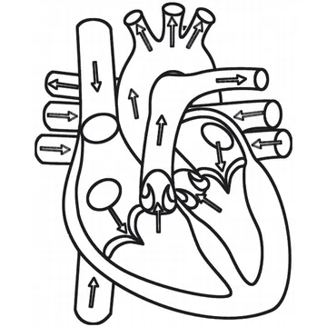 Human Heart diagram