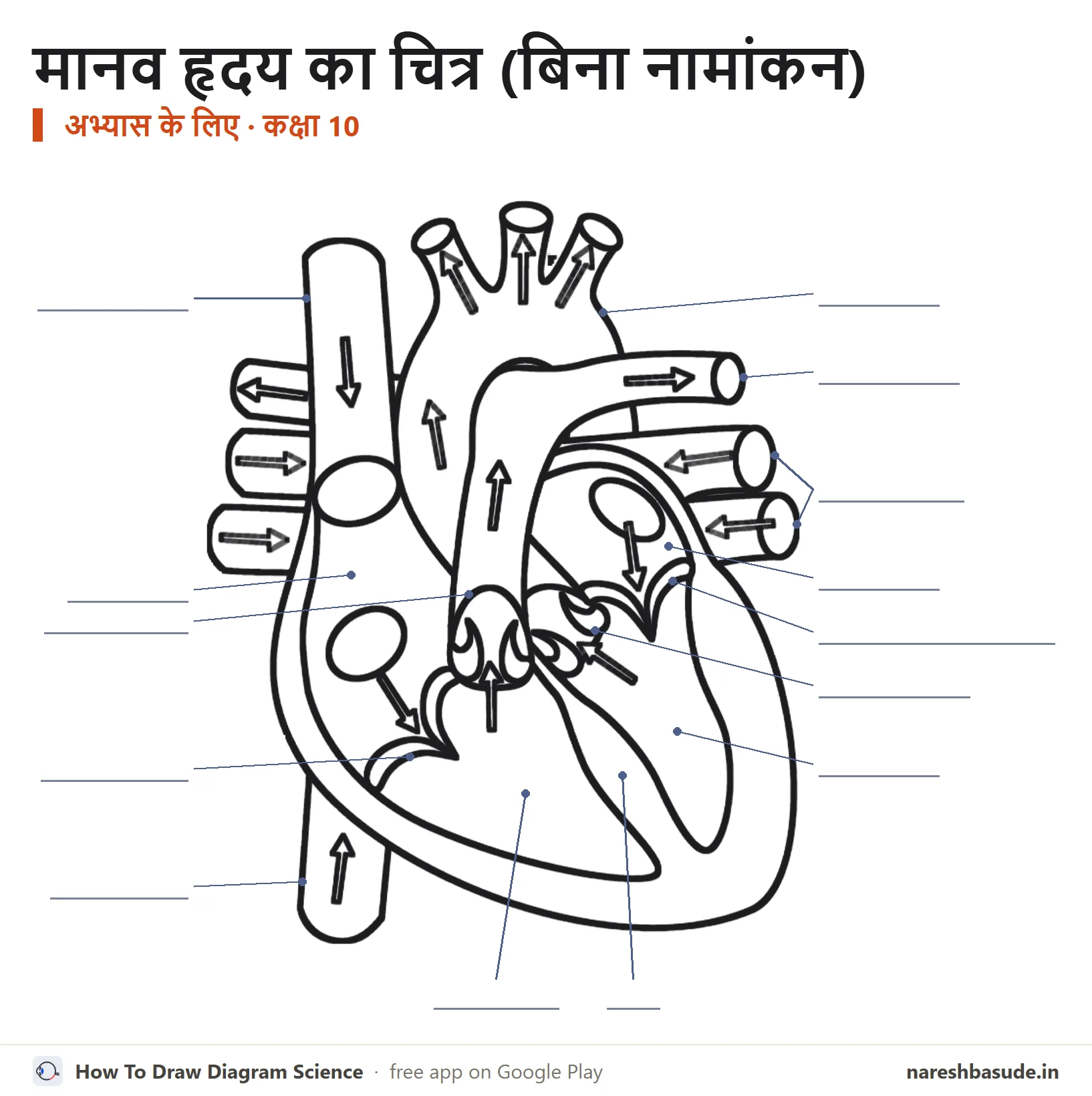 मानव हृदय का बिना नामांकन वाला चित्र, अभ्यास के लिए