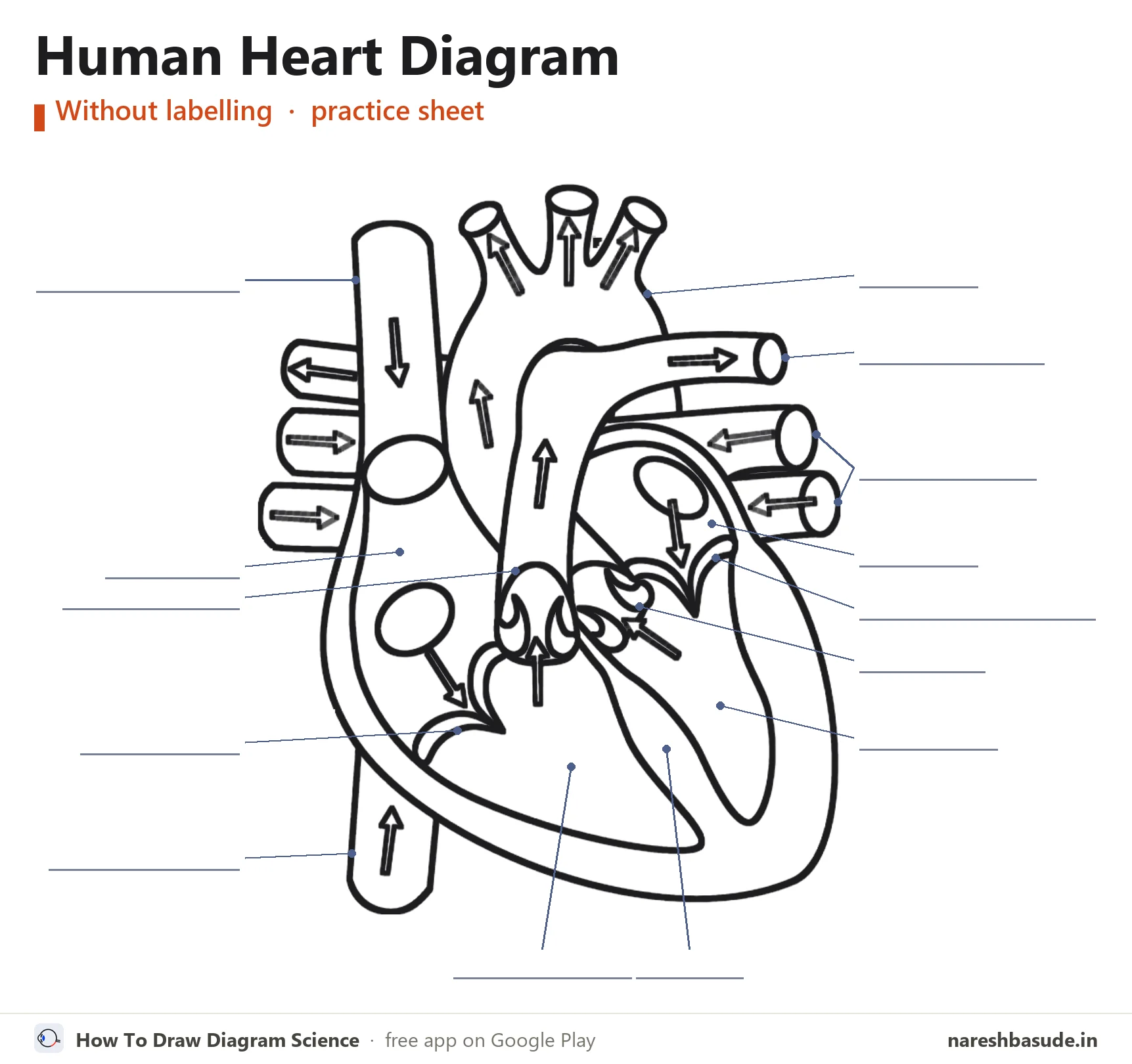 Human Heart diagram without labelling (unlabelled), for practice