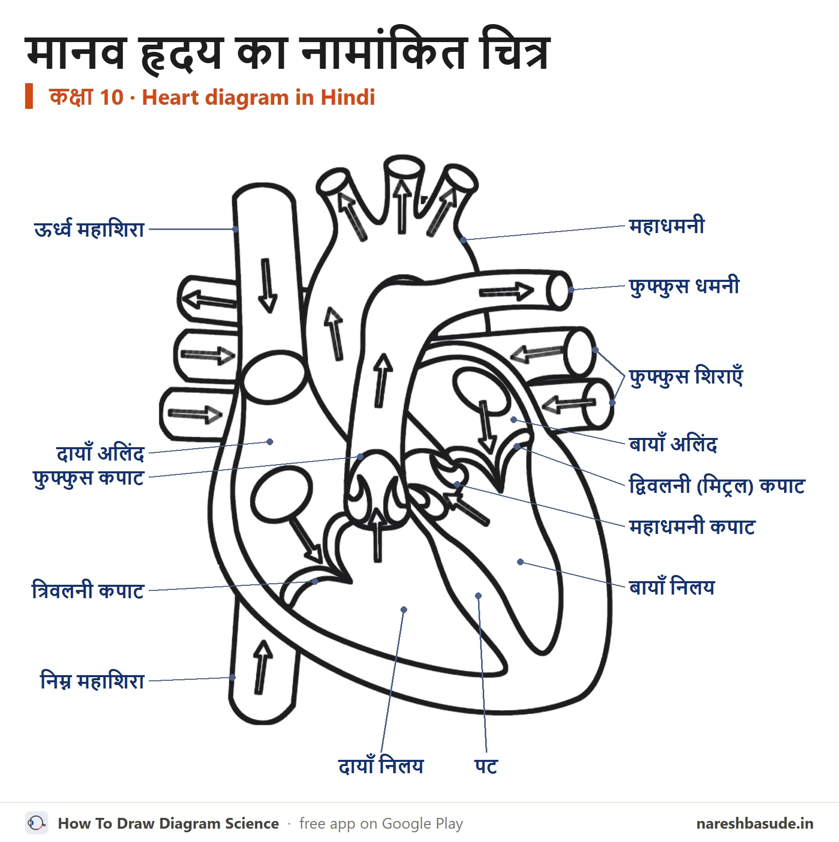 मानव हृदय का नामांकित चित्र, सभी भागों के नाम हिंदी में