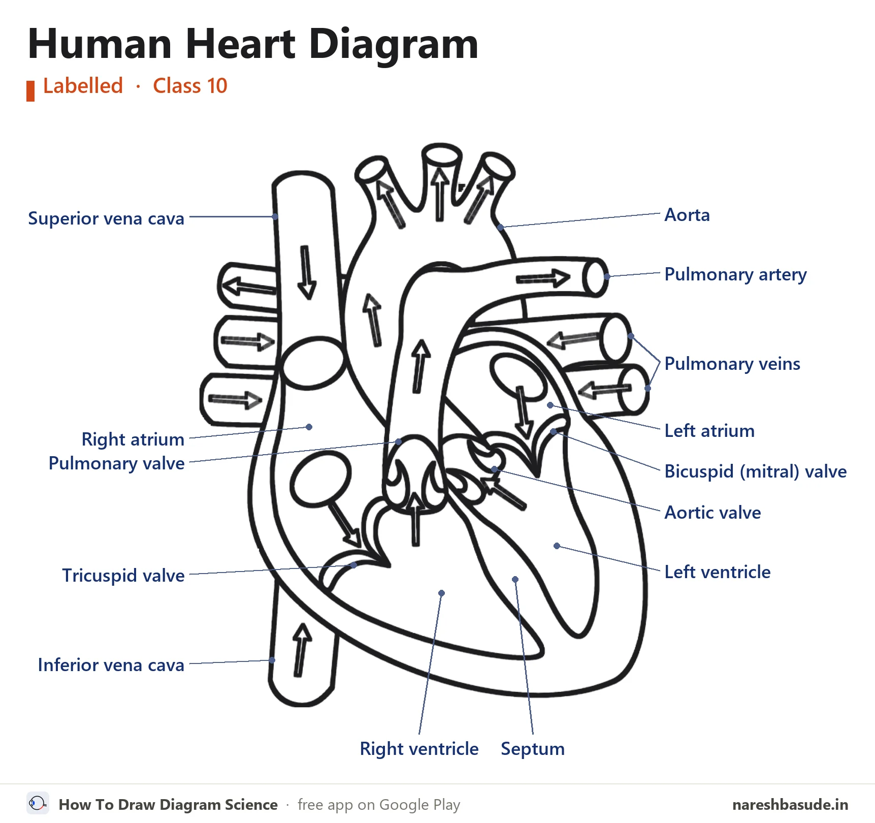 Labelled human heart diagram