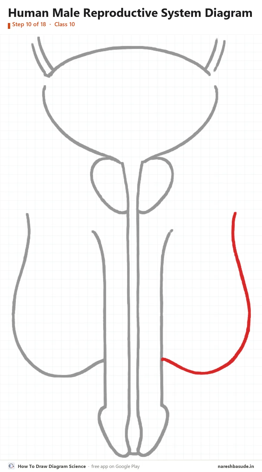 Human Male Reproductive System diagram drawing, step 10: scrotum: right