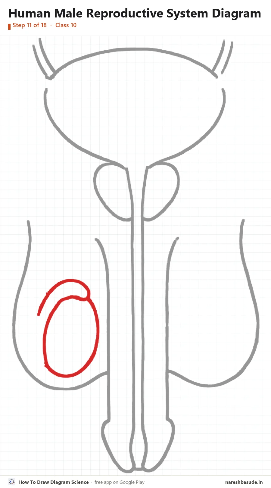Human Male Reproductive System diagram drawing, step 11: testis: left