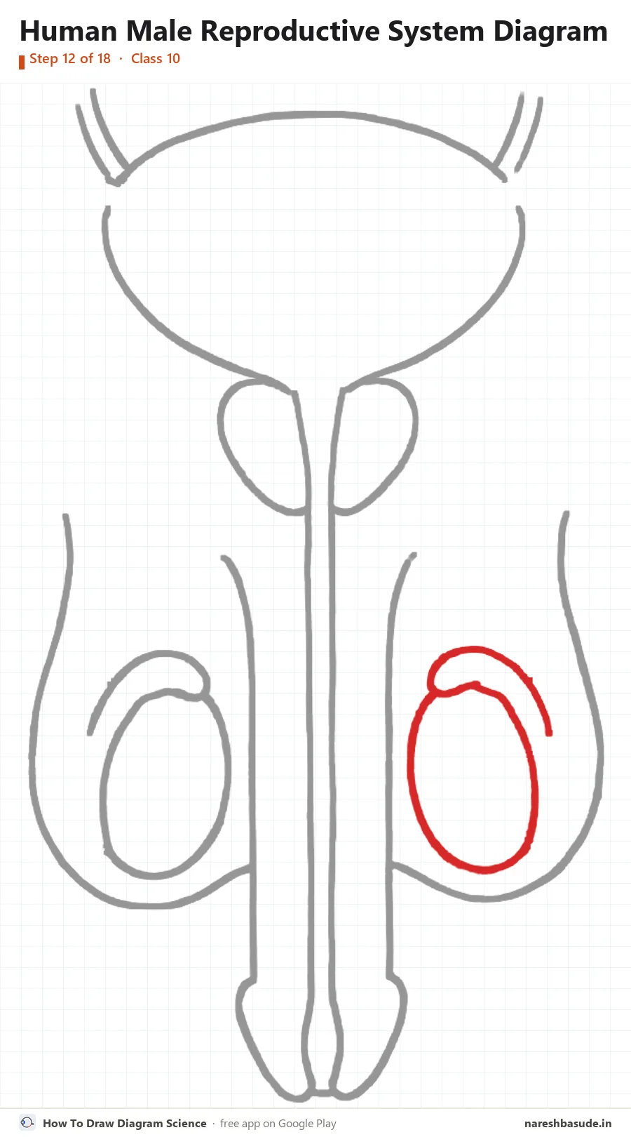 Human Male Reproductive System diagram drawing, step 12: testis: right