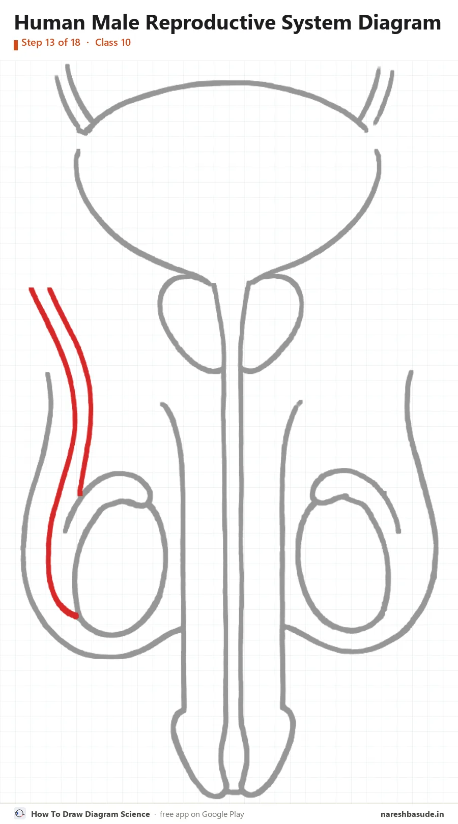 Human Male Reproductive System diagram drawing, step 13: sperm duct left: up the side