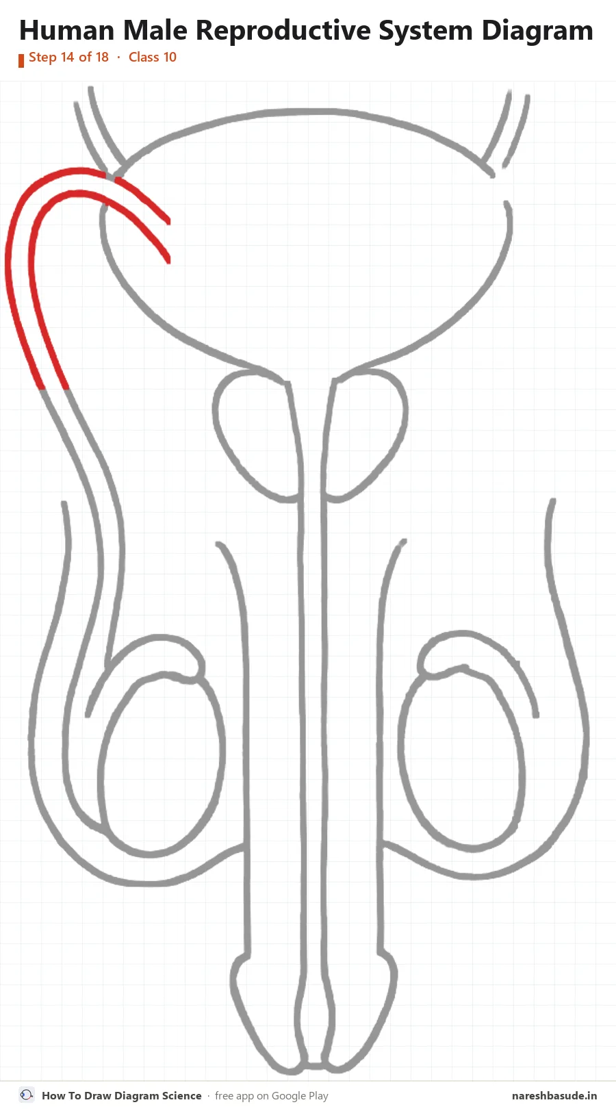Human Male Reproductive System diagram drawing, step 14: sperm duct left: over the top