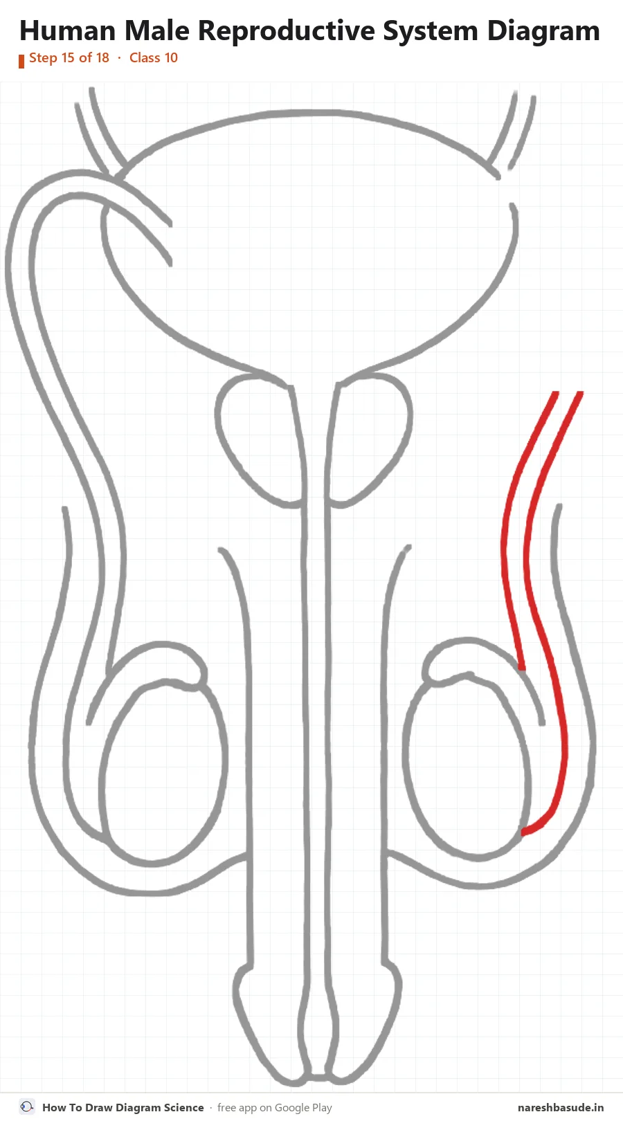 Human Male Reproductive System diagram drawing, step 15: sperm duct right: up the side