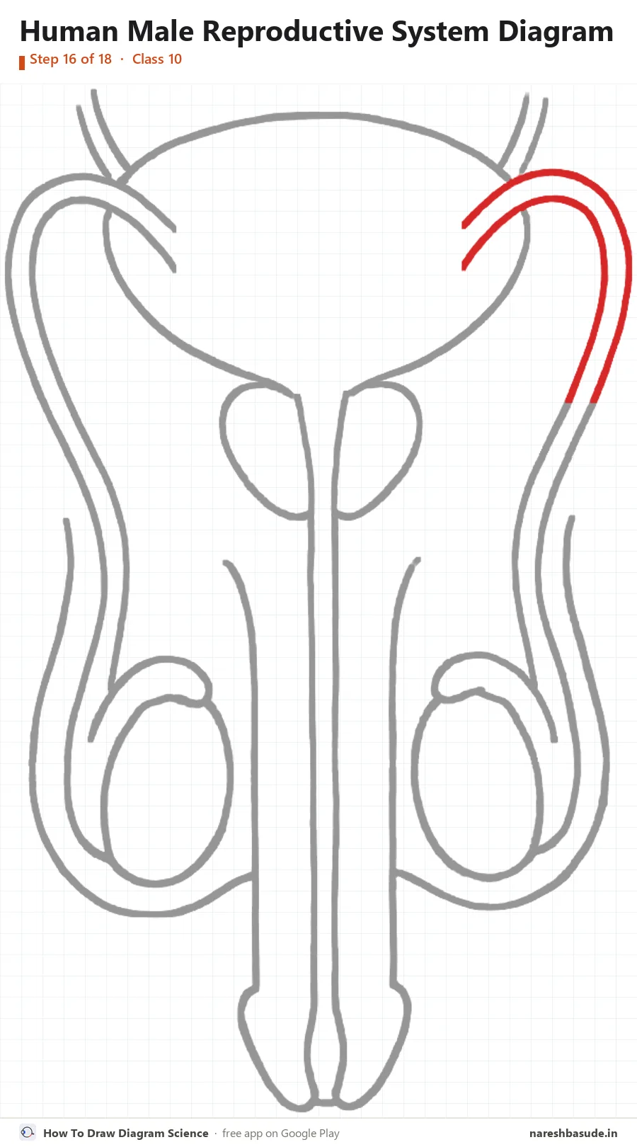 Human Male Reproductive System diagram drawing, step 16: sperm duct right: over the top