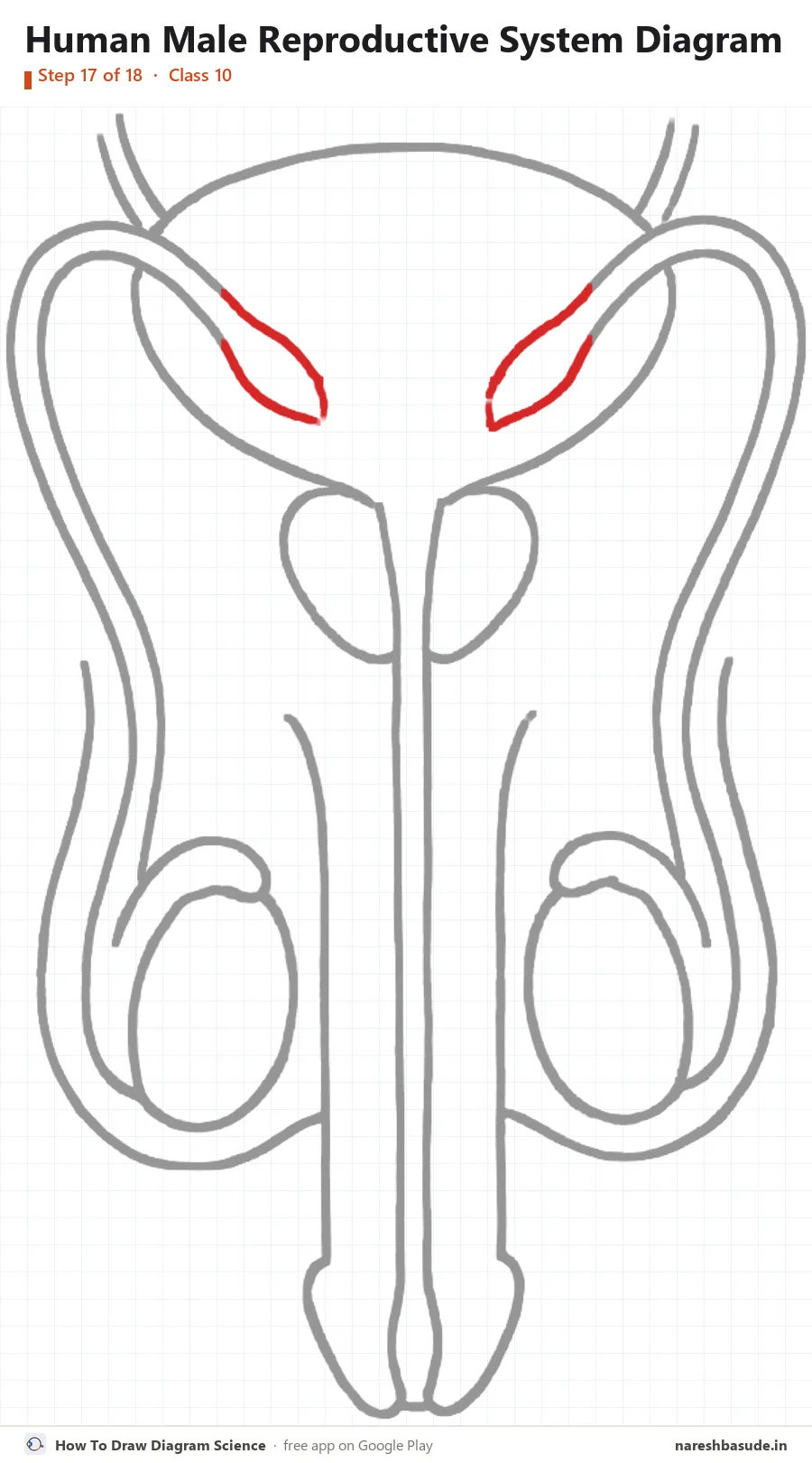 Human Male Reproductive System diagram drawing, step 17: seminal vesicles