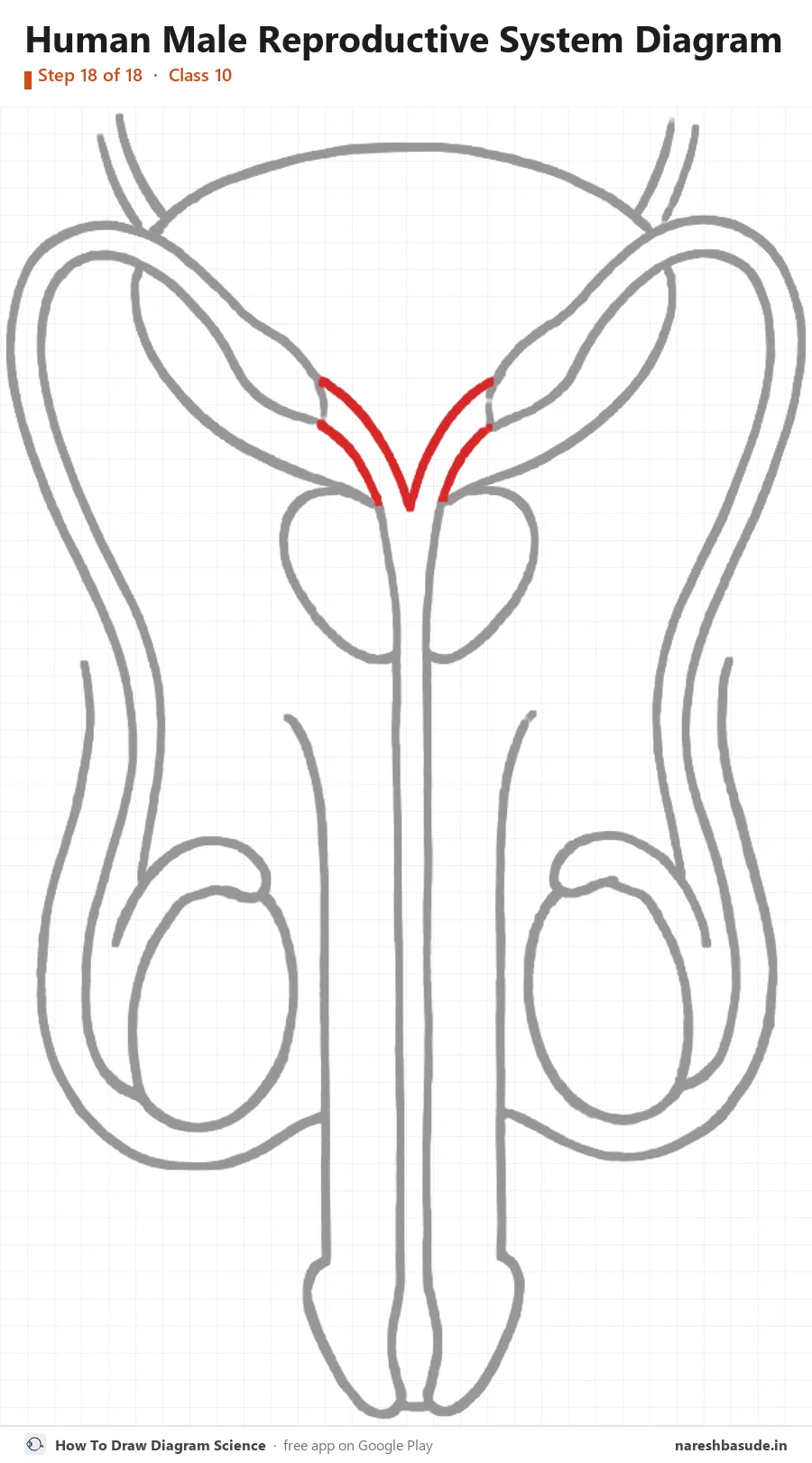 Human Male Reproductive System diagram drawing, step 18: ducts joining the urethra
